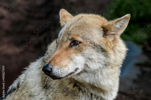 Gray Wolf  Canis lupus  in Russia