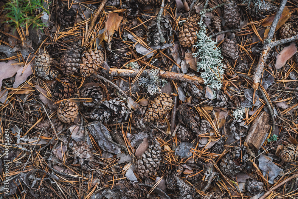 Background of a forest floor Background of a forest floor