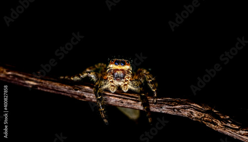 close up image of a isolated jumping wolf spider crawling on a wooden stick looking at the viewer