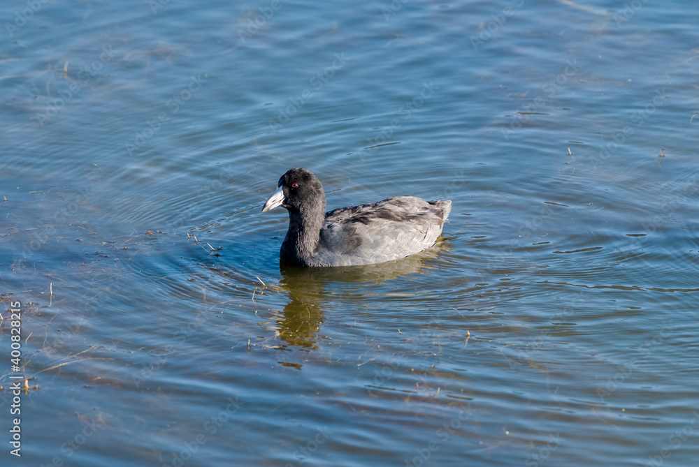 Fototapeta premium American Coot (Fulica americana) in Malibu Lagoon, California, USA