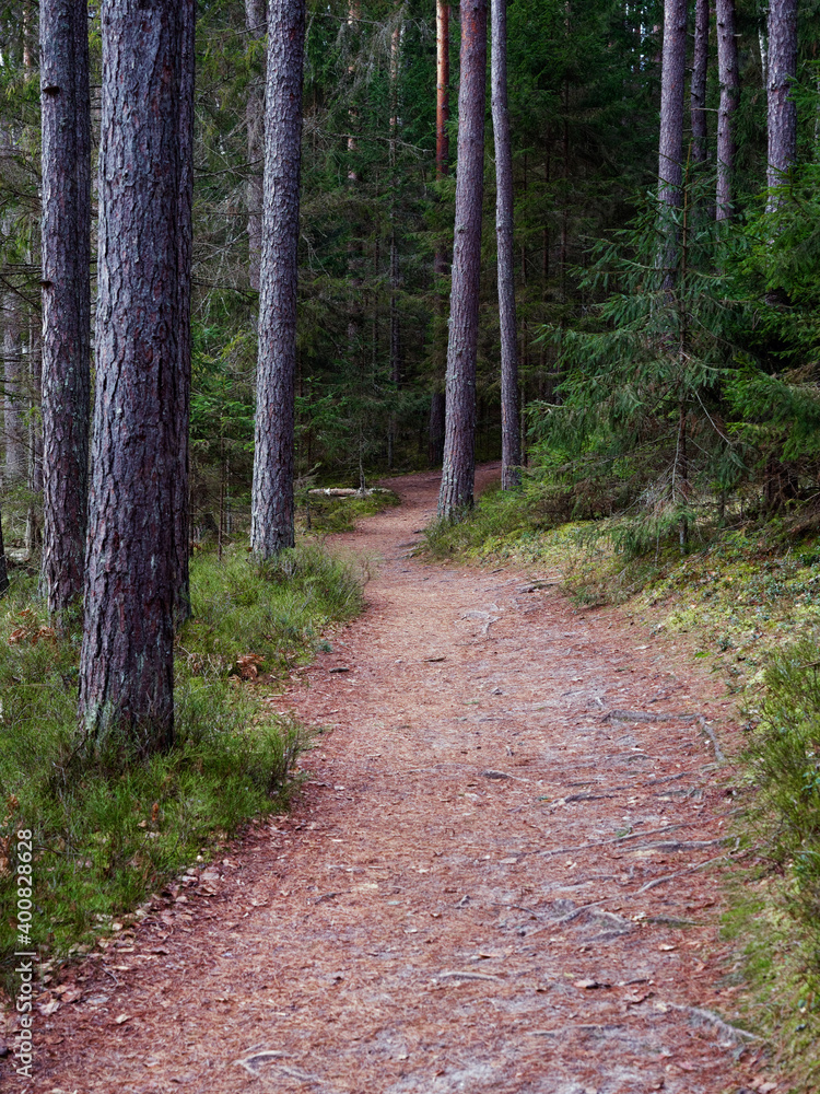 narrow winding trail in a dark forest among fir trees narrow winding trail in a dark forest among fir trees
