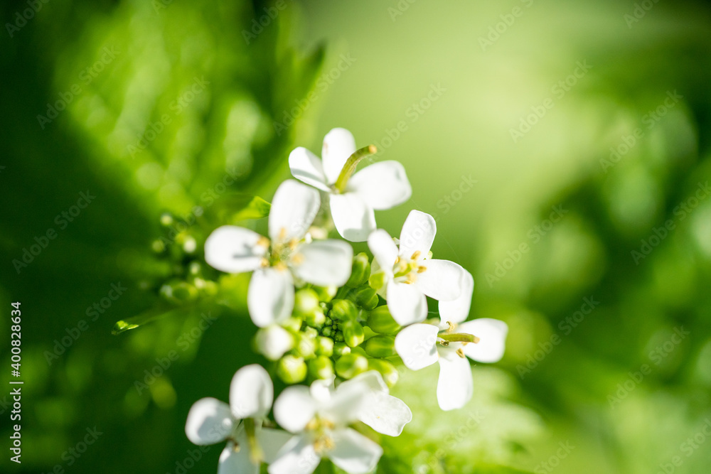 close up image of wild Radish, Raphanus raphanistrum, Jointed Charlock, White Charlock Herb with four petals close up image of wild Radish, Raphanus raphanistrum, Jointed Charlock, White Charlock Herb with four petals