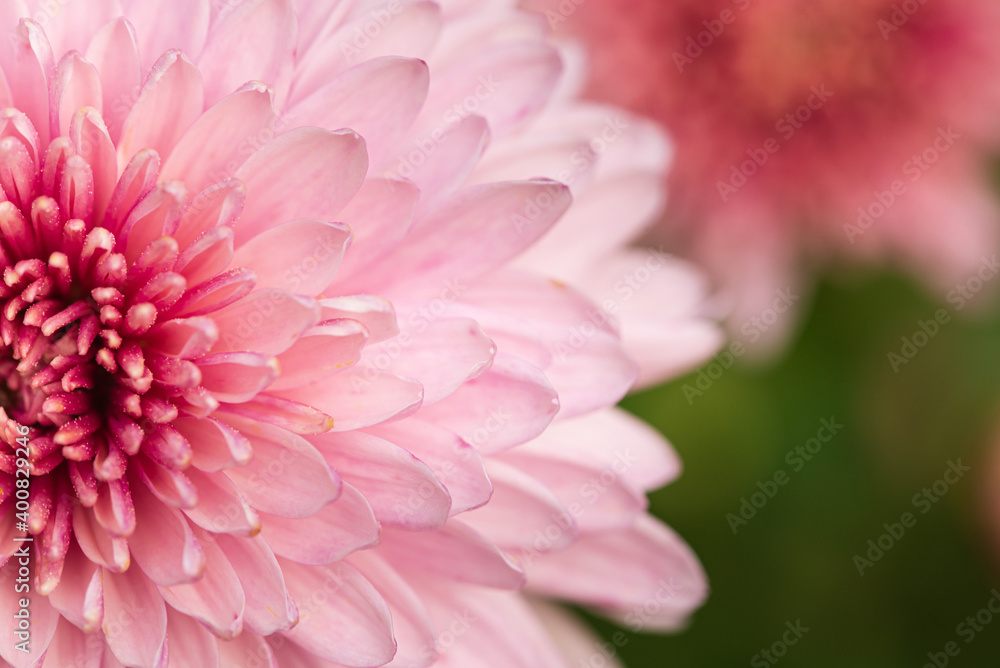 Shallow DoF macro photo of pink flower petals Shallow DoF macro photo of pink flower petals