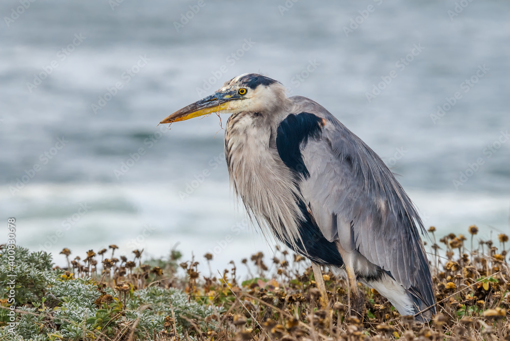 Great Blue Heron (Ardea herodias) in Bodega Bay area, California, USA Great Blue Heron (Ardea herodias) in Bodega Bay area, California, USA