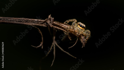 close up image of a isolated jumping wolf spider crawling on a wooden stick on a black background