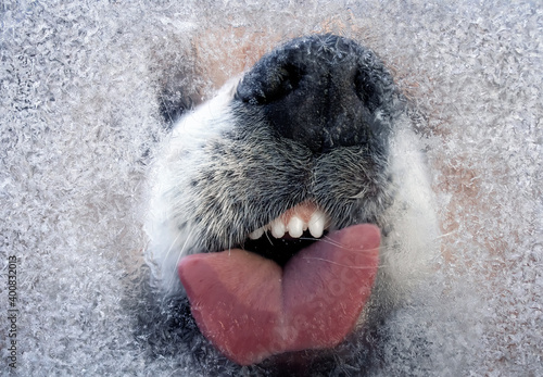 winter portrait funny dog licking frozen glass and showing teeth to winter on...
