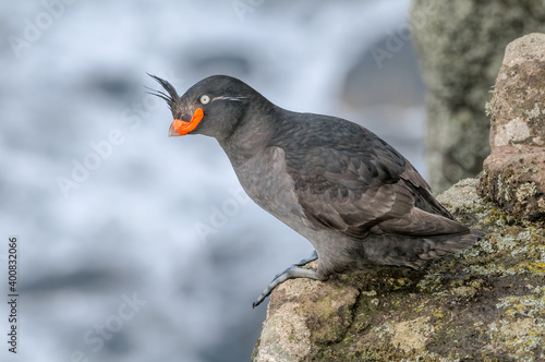 Crested Auklet (Aethia cristatella) at St. George Island, Pribilof Islands, Alaska, USA photo