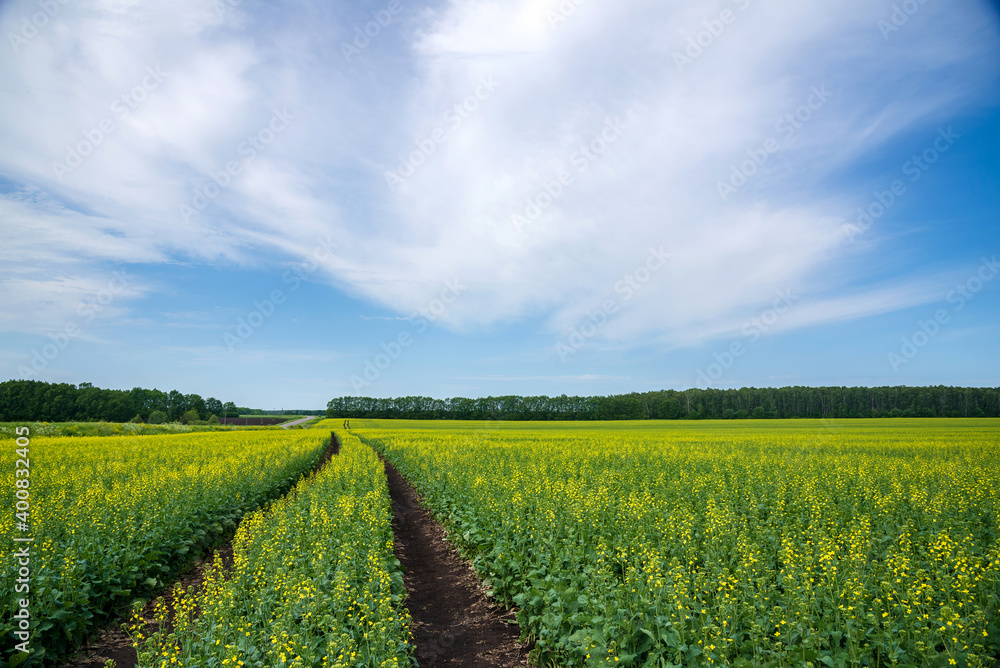 Flowering mustard fields on a sunny summer day. Dirt road going far.