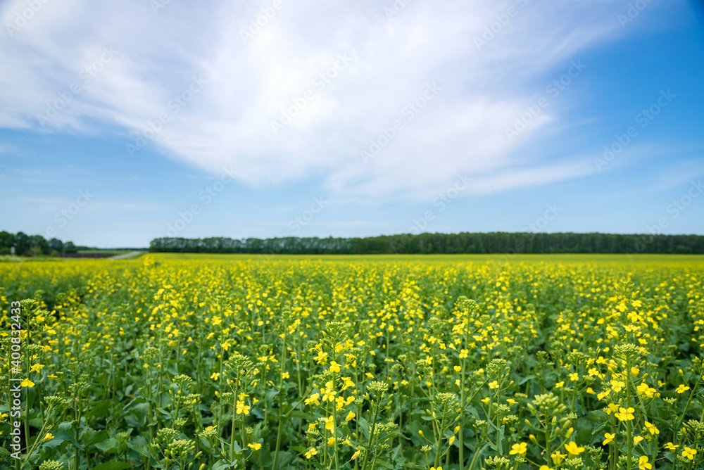 Flowering mustard fields on a sunny summer day. 