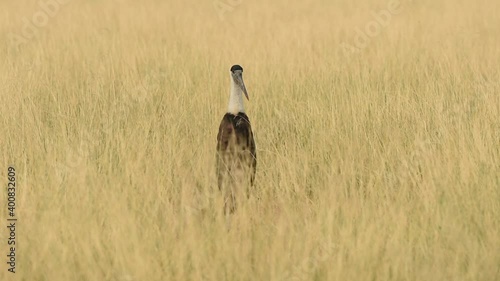 close up shot of woolly necked stork or whitenecked stork in action in natural tall elephant grass at grassland of tal chhapar sanctuary churu rajasthan india - Ciconia episcopus photo