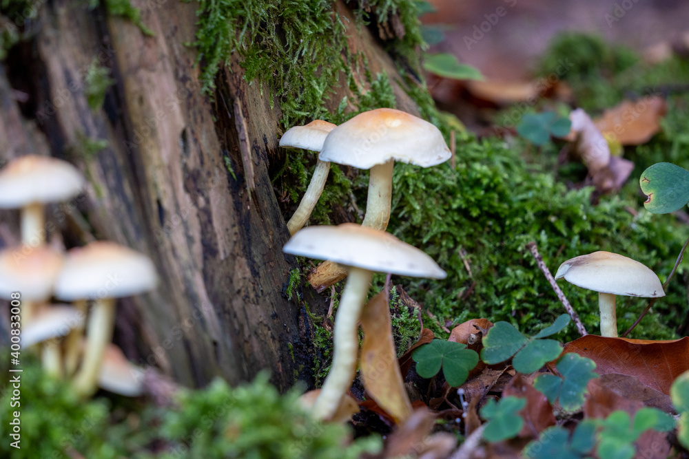 Hypholoma fasciculare fungus growing on a tree stump Hypholoma fasciculare fungus growing on a tree stump