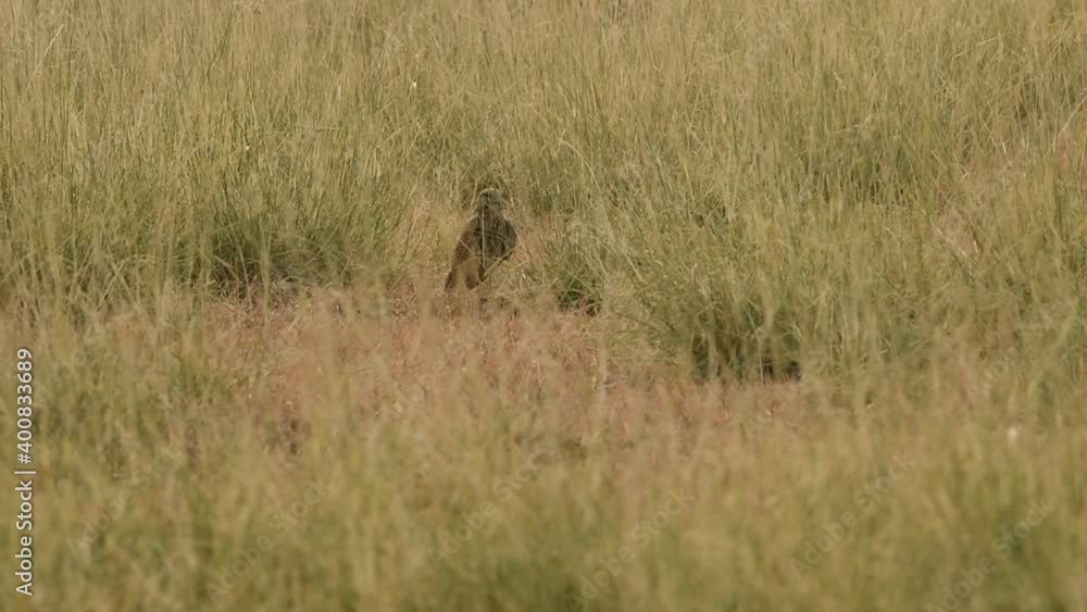 Full shot of Common kestrel or european kestrel or Falco tinnunculus on ground during winter migration in grassland of tal chhapar blackbuck sanctuary churu rajasthan india Full shot of Common kestrel or european kestrel or Falco tinnunculus on ground during winter migration in grassland of tal chhapar blackbuck sanctuary churu rajasthan india