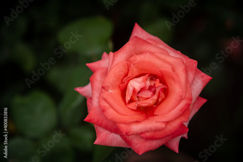 A rose blooming in the garden.