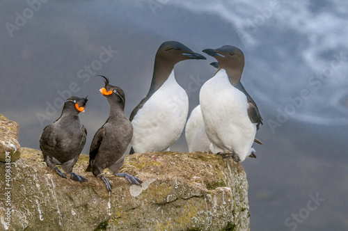 Crested Auklets (Aethia cristatella) and Thick-billed Murres (Uria lomvia)at St. George Island, Pribilof Islands, Alaska, USA