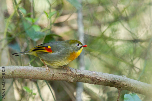 Red-billed leiothrix (Leiothrix lutea), red-beaked bird with yellow throat on the branches © Carlos