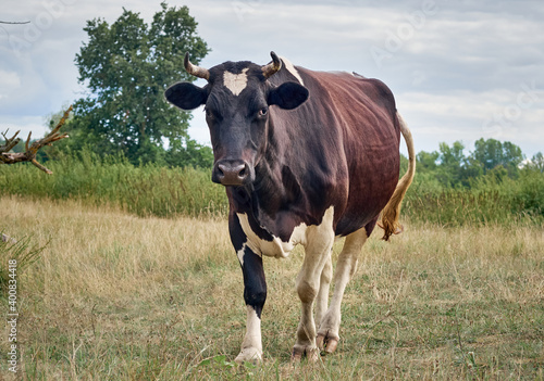 Wallpaper Mural Cow on a green field. Torontodigital.ca