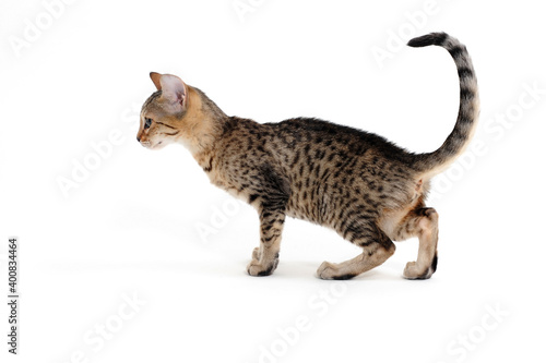 Small smooth-haired kitten on a white background