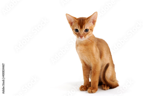 Small smooth-haired kitten on a white background