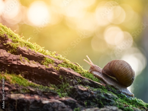 A slow grape snail crawls up the bark of a tree overgrown with moss. Beautiful bokeh in the background.