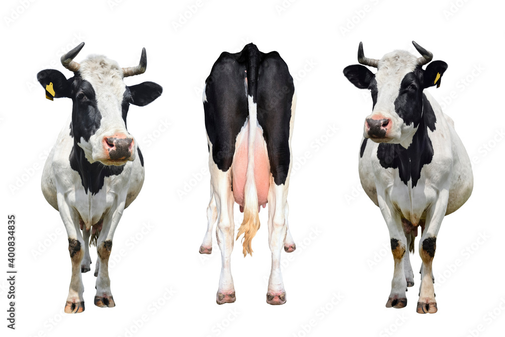 Three cows isolated on white. The bottom and tail of a standing cow.