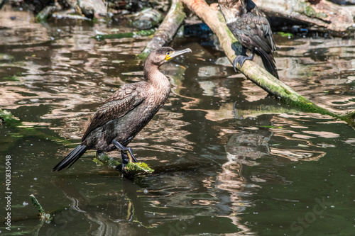 Great Cormorant  Phalacrocorax carbo  on pond