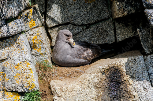 Dark-morphed Northern Fulmar (Fulmarus glacialis) at Chowiet Island, Semidi Islands, Alaska, USA