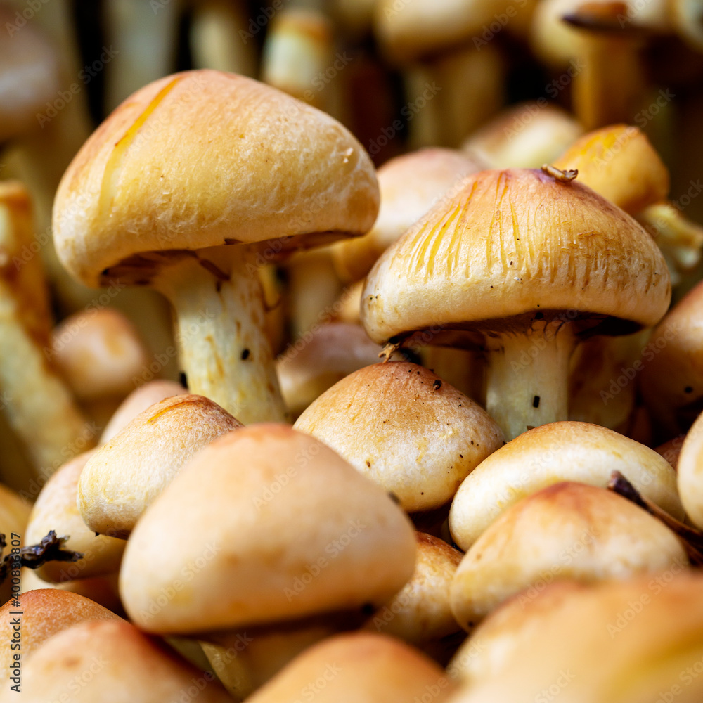 Fototapeta premium Nationaal Park De Loonse en Drunense Duinen, found in the forest beautiful group of mushrooms, psathyrella.