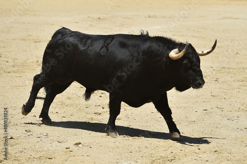 spanish fighting bull with big horns on spanish bullring