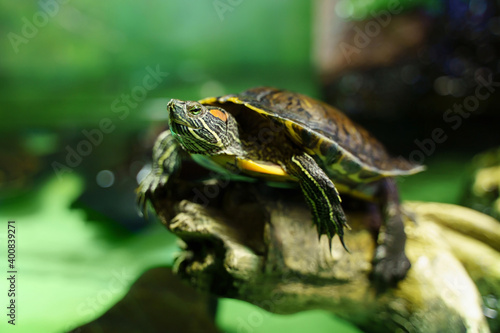 Red ear turtle sitting on snag in aquarium. Bright green background, selective focus.