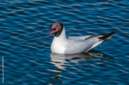 Black-headed Gull (Larus ridibundus) at colony, Moscow region, Russia