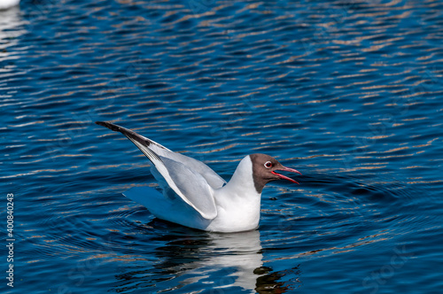 Black-headed Gull (Larus ridibundus) at colony, Moscow region, Russia