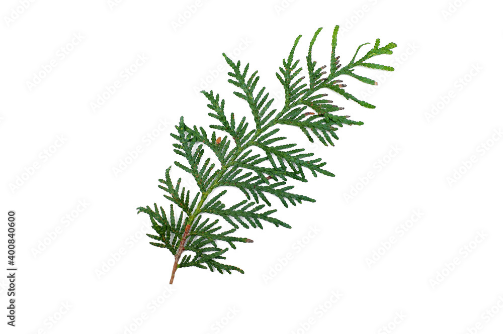 Coniferous green branches on a white background Coniferous green branches on a white background