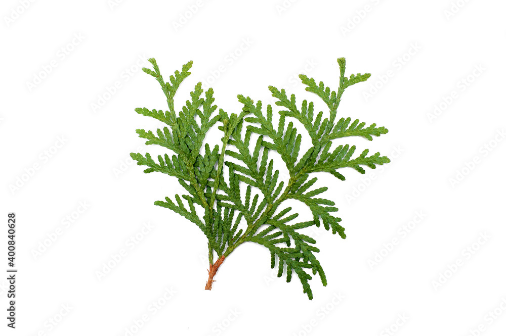 Coniferous green branches on a white background Coniferous green branches on a white background