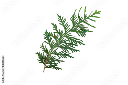 Coniferous green branches on a white background