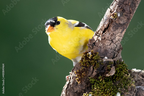 American Goldfinch Perched in the Tree Branches photo