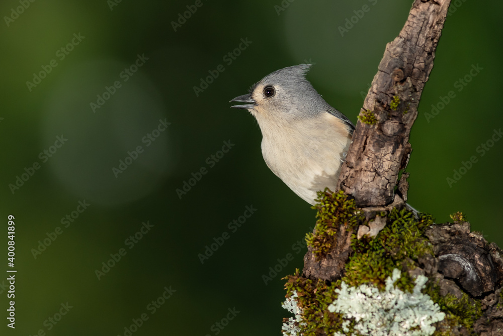 Tufted Titmouse Perched on a Slender Tree Branch Tufted Titmouse Perched on a Slender Tree Branch