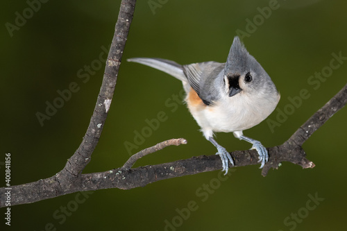 Canvas Print Tufted Titmouse Perched on a Slender Tree Branch