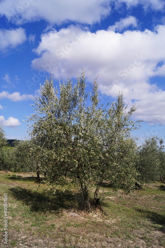 Olive trees in the Chianti countryside, Tuscany, Italy