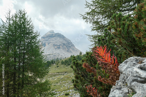 A view on a sharp, stony mountain in Italian Dolomites. The massive mountain is surrounded by clouds. There is a red plan growing between the stones and a few trees in the back. Colors of the nature photo