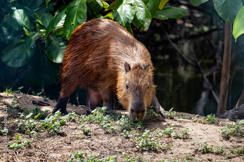 Capybara in its natural habitat Capybara in its natural habitat
