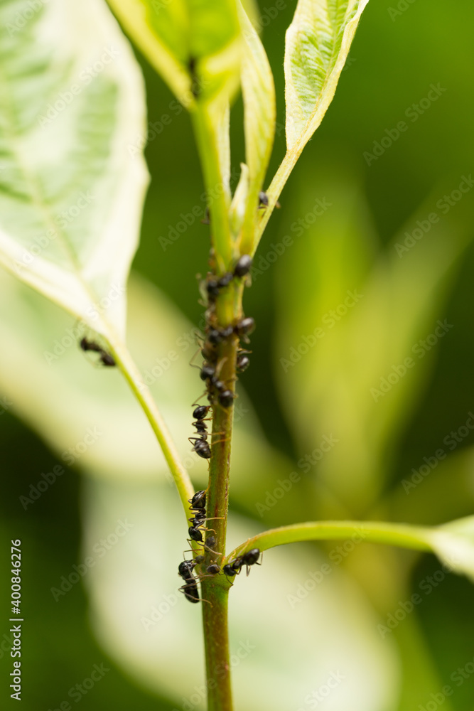 Fototapeta premium Team of black ants climbing on the stem of a green plant with shallow depth of field and soft green background