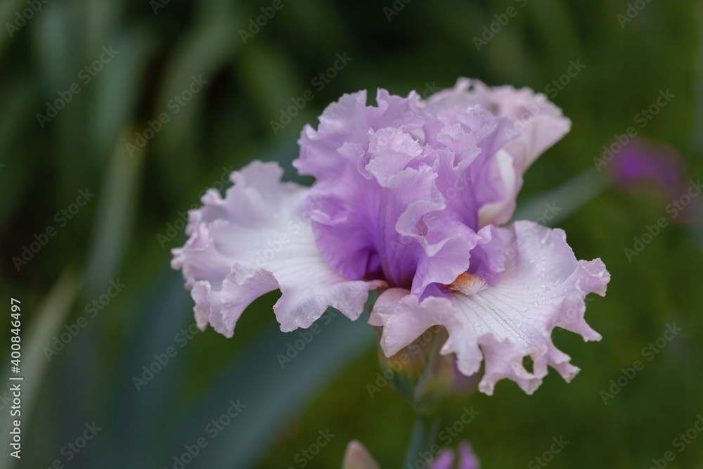 Obraz premium Beautiful pink iris flowers grow in the garden.