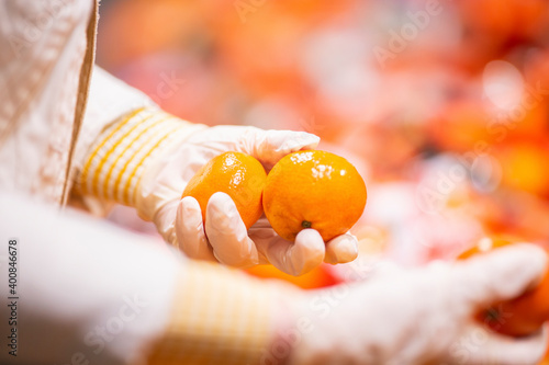 Hands with protectice gloves holding tangerines, close-up photo