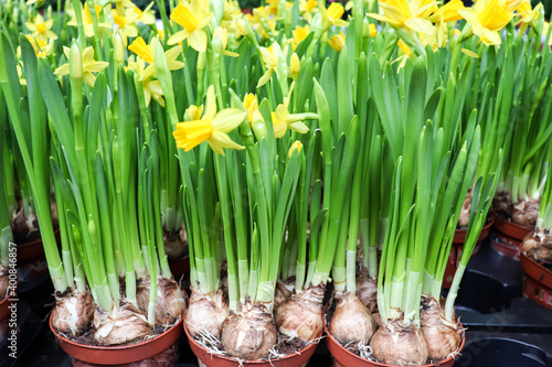 bulbous plant. Daffodils grow from bulbs in the flowerpots