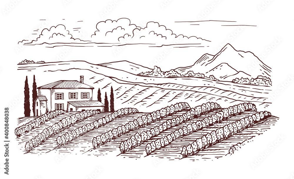 Fototapeta premium Black thin line engraved vineyard rural landscape, vector illustration isolated.