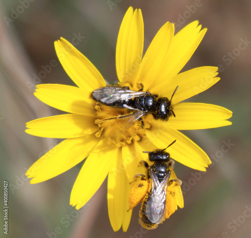 bee on yellow bee, flower, insect, nature, macro, yellow, fly, honey, summer, spring, pollen, garden, green, plant, closeup, animal, nectar, wings, wild, blossom, dandelion, daisy