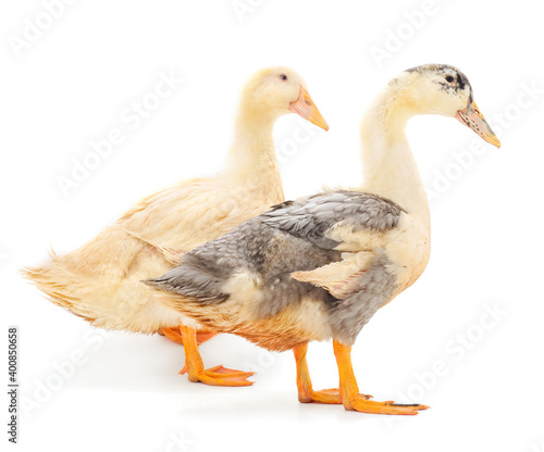 Two young duckling.