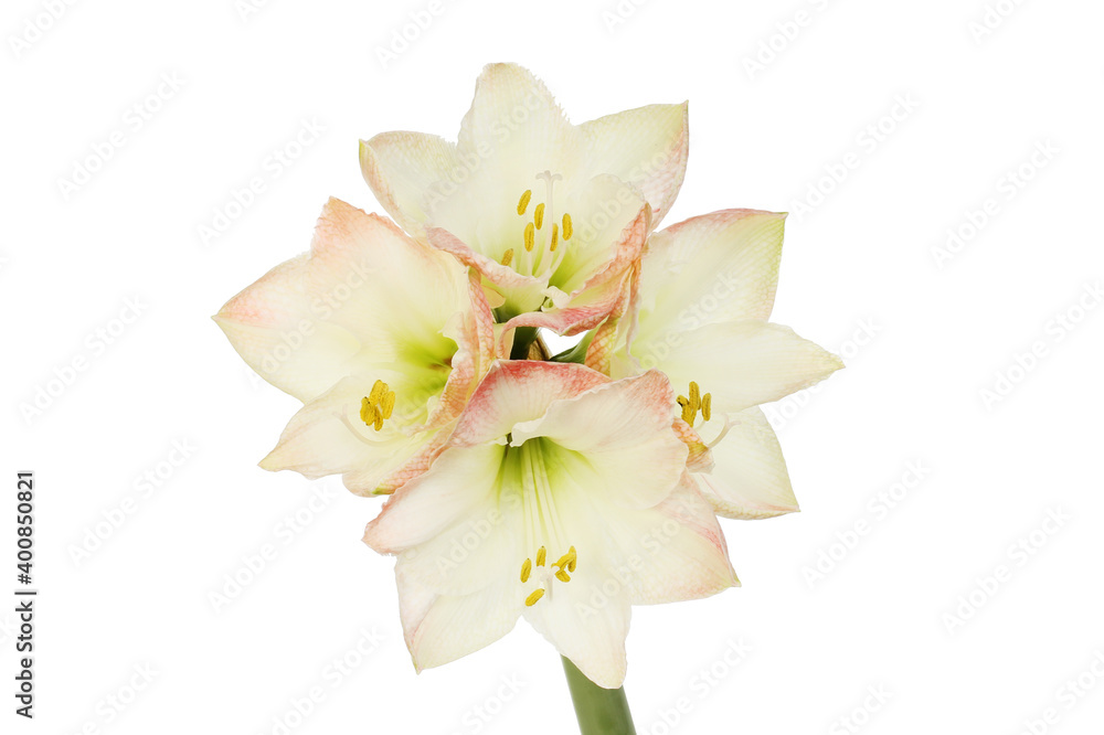 Amaryllis flower head Amaryllis flower head
