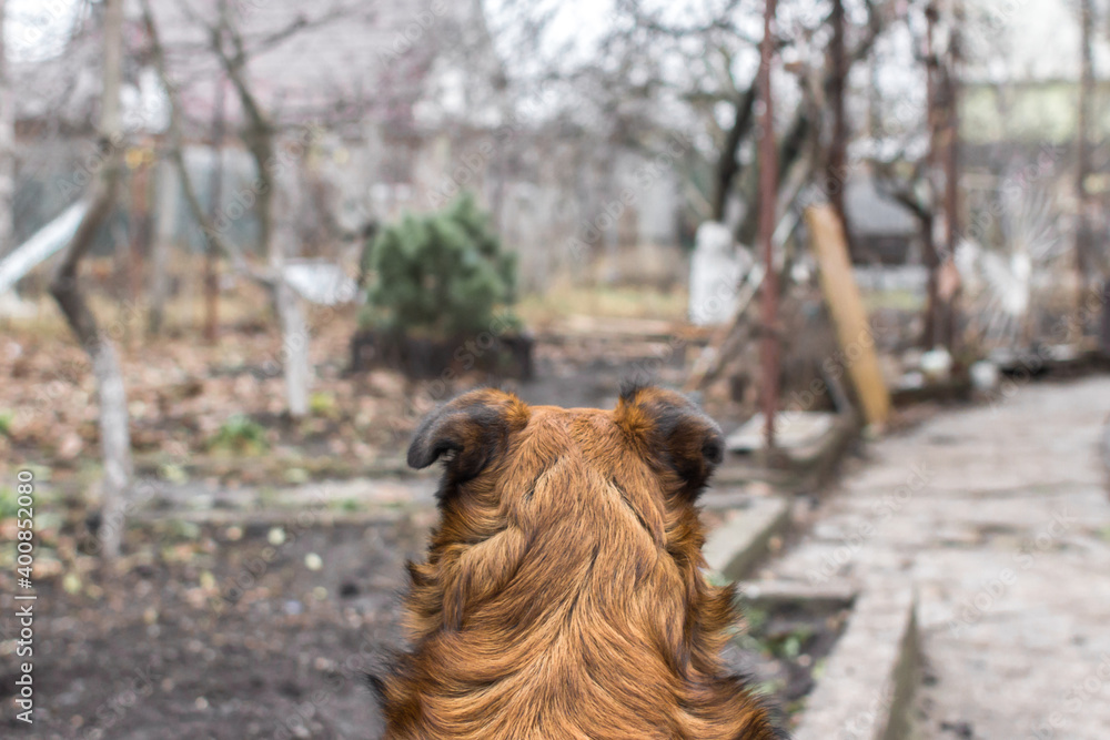 View from the back. The ginger dog looks ahead. Guarded territory. Guard dog. Homeless animals. The dog looks into the yard of a private house. Outbred dog. A devoted friend. Looking ahead.