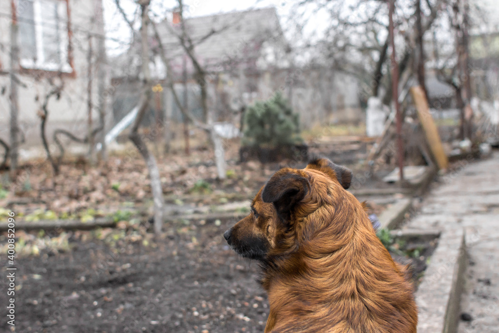 View from the back. The ginger dog looks ahead. Guarded territory. Guard dog. Homeless animals. The dog looks into the yard of a private house. Outbred dog. A devoted friend. Looking ahead. View from the back. The ginger dog looks ahead. Guarded territory. Guard dog. Homeless animals. The dog looks into the yard of a private house. Outbred dog. A devoted friend. Looking ahead.